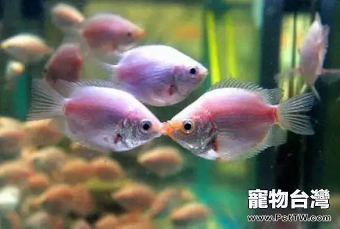 接吻魚好養嗎接吻魚怎麼養