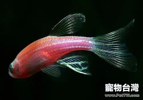 斑馬魚怎麼養斑馬魚飼養方式