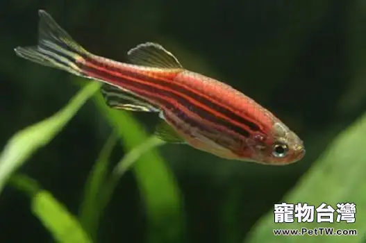 斑馬魚怎麼養斑馬魚飼養方式