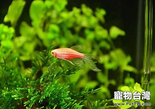 斑馬魚怎麼養斑馬魚飼養方式