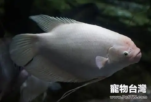 招財魚(大絲足鱸 象耳魚)壽命是多少年 招財魚(大絲足鱸 象耳魚)能活多久(1圖)-寵物台灣