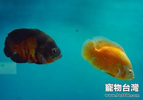 地圖魚怎麼養地圖魚飼養方式