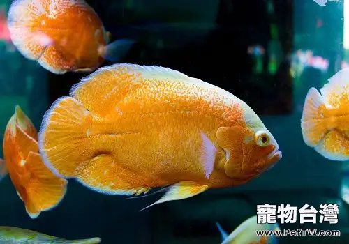 地圖魚怎麼養地圖魚飼養方式