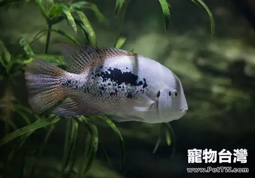 地圖魚怎麼養地圖魚飼養方式