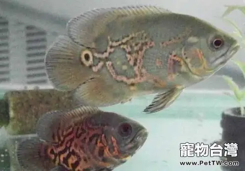 地圖魚常見病都有哪些(共3張圖片)-寵物台灣