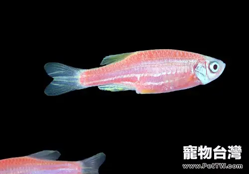 斑馬魚壽命，斑馬魚能活多久