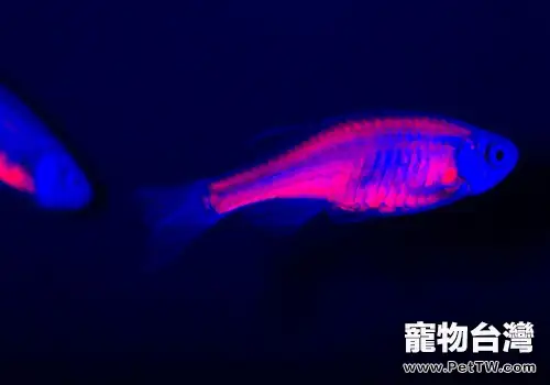 斑馬魚壽命，斑馬魚能活多久