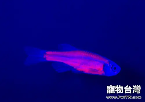 螢光斑馬魚介紹，螢光斑馬魚是什麼魚？