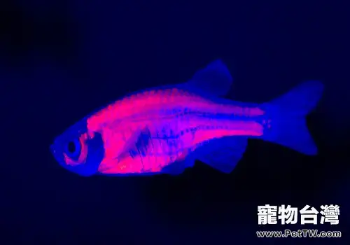 螢光斑馬魚介紹，螢光斑馬魚是什麼魚？