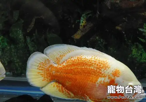 飼養地圖魚水溫多少最合適？