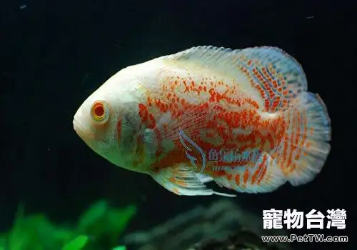 飼養地圖魚水溫多少最合適?(共2張圖片)-寵物台灣