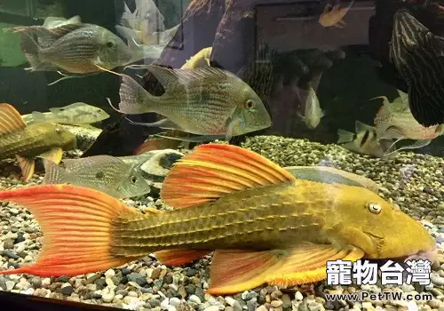 異型魚綠裳紅箭尾坦克L24