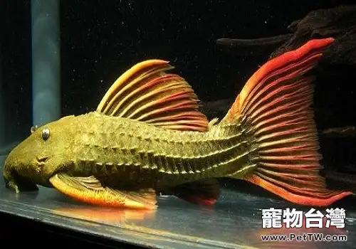 異型魚綠裳紅箭尾坦克L24