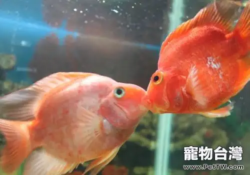接吻魚怎麼養，接吻魚飼養方式