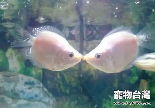 接吻魚怎麼養，接吻魚飼養方式