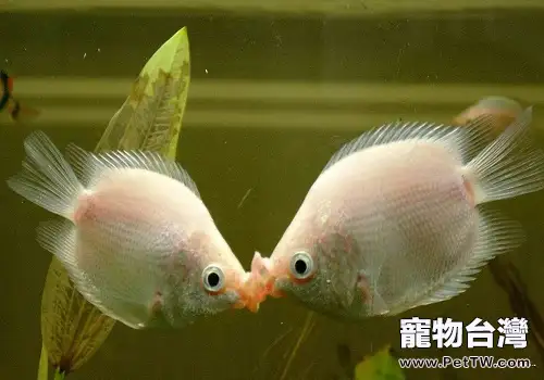 接吻魚怎麼養，接吻魚飼養方式