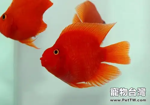 接吻魚價格接 吻魚多少錢