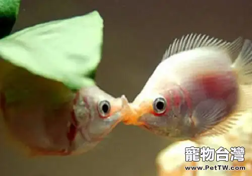 接吻魚價格接 吻魚多少錢