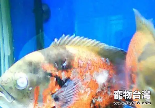 地圖魚蒙眼病治療和預防方法