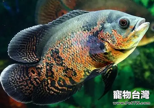 地圖魚蒙眼病治療和預防方法