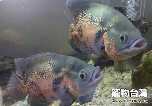 地圖魚不吃食的原因都有哪些?(共3張圖片)-寵物台灣
