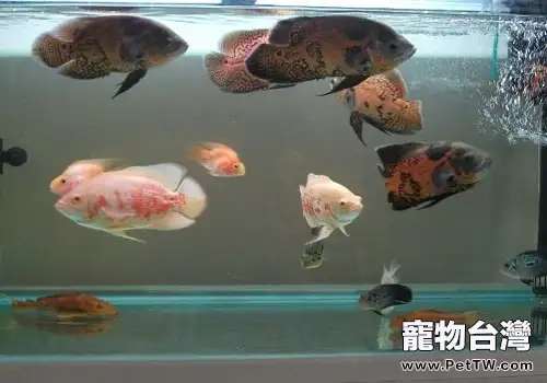 地圖魚不吃食的原因都有哪些？