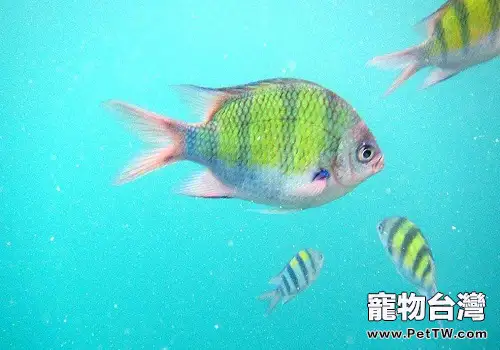 虎皮魚吃什麼 虎皮魚餵養方式