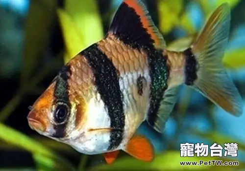 虎皮魚吃什麼 虎皮魚餵養方式