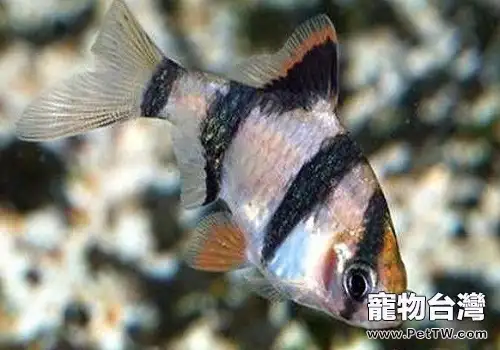 虎皮魚吃什麼 虎皮魚餵養方式