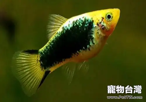 月光魚的品種，月光魚飼養繁殖的方法