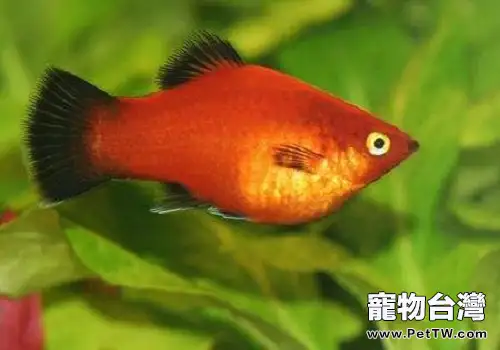 月光魚的品種，月光魚飼養繁殖的方法