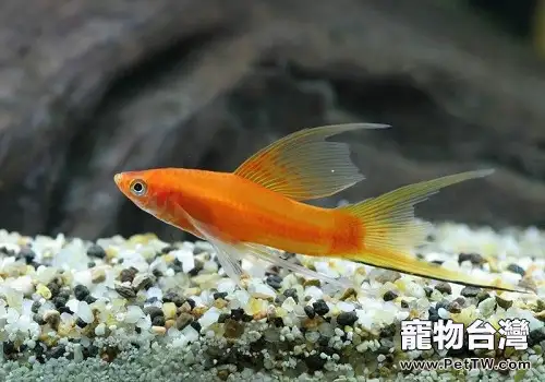 月光魚的品種，月光魚飼養繁殖的方法