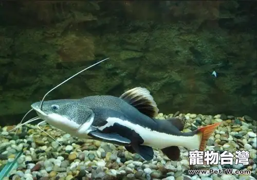 招財貓魚能長多大 招財貓魚飼養須知