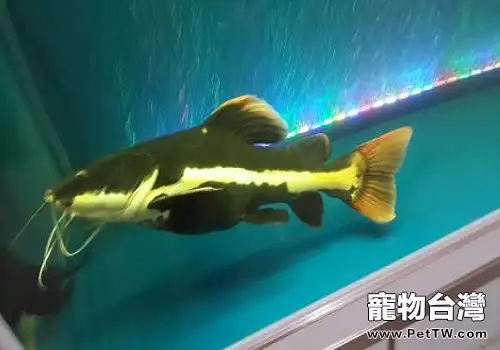 招財貓魚能長多大 招財貓魚飼養須知