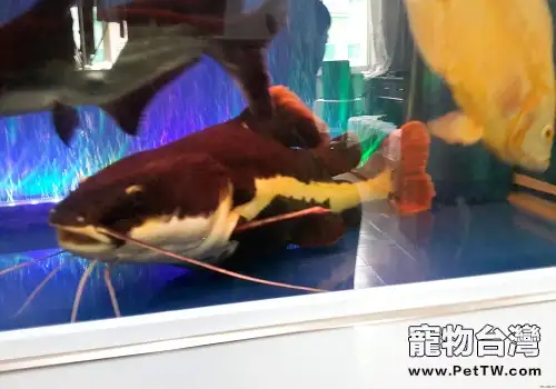 招財貓魚能長多大 招財貓魚飼養須知