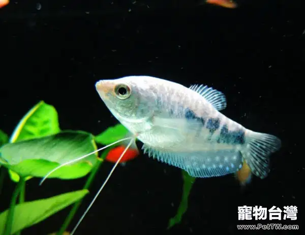 可以和曼龍魚混養的魚都有哪些