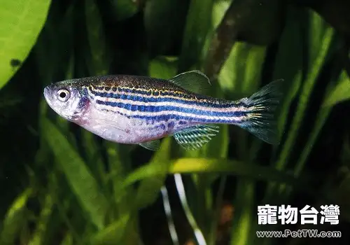 斑馬魚繁殖之前的徵兆都有哪些