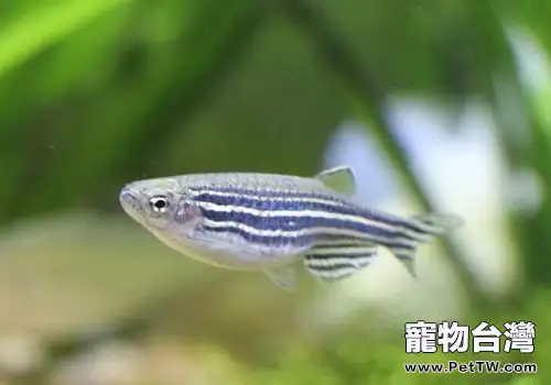 斑馬魚繁殖之前的徵兆都有哪些