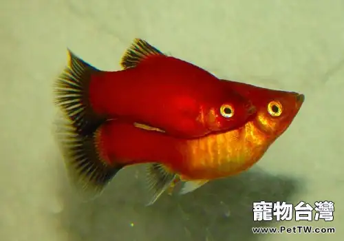 紅月光魚品種介紹 紅月光魚飼養方式