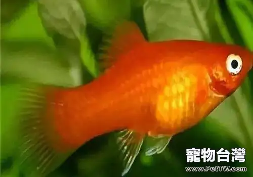 紅月光魚品種介紹 紅月光魚飼養方式