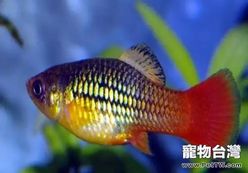 紅月光魚品種介紹 紅月光魚飼養方式