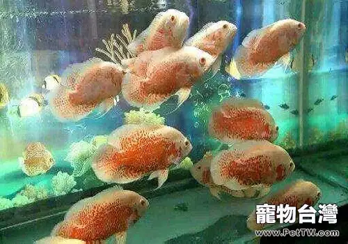 地圖魚怎麼養 如何養好地圖魚