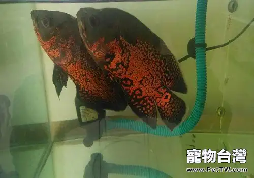 地圖魚怎麼養 如何養好地圖魚