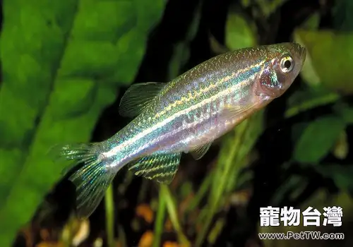 斑馬魚怎麼養 斑馬魚飼養注意