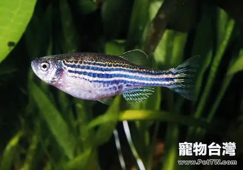 斑馬魚怎麼養 斑馬魚飼養注意