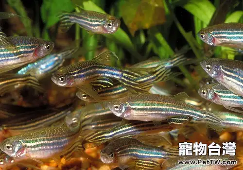 斑馬魚怎麼養 斑馬魚飼養注意(共3張圖片)-寵物台灣