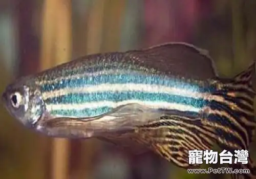 斑馬魚壽命有多長 斑馬魚能活多久