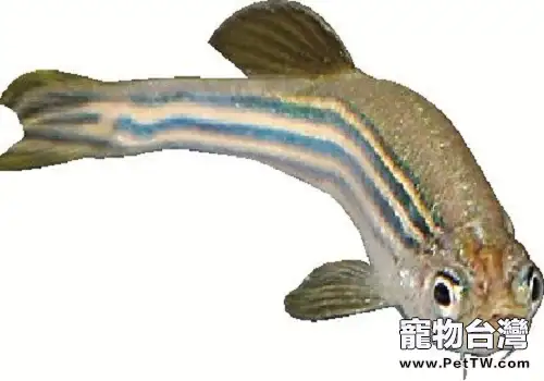 斑馬魚壽命有多長 斑馬魚能活多久