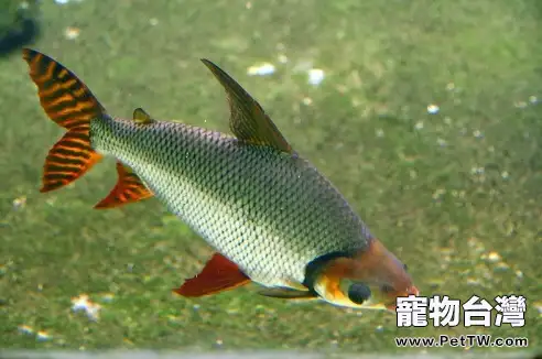 斑馬魚壽命有多長 斑馬魚能活多久