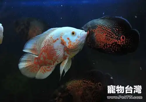 地圖魚能長多大 地圖魚吃什麼長得快